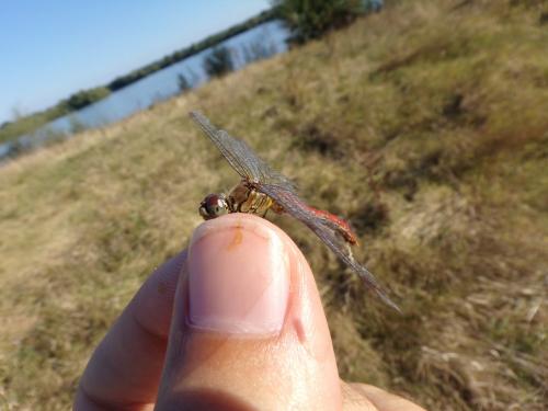 Réf. 291 855 : Sympetrum sanguineum